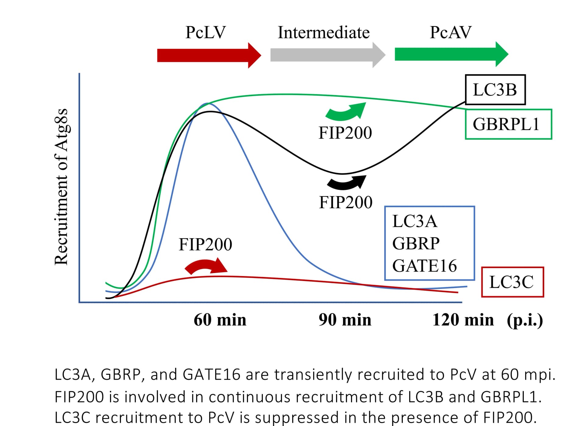 Open access visualization of Line Plot, Autophagy, Atg8s, Sp-induced hierarchical autophagy