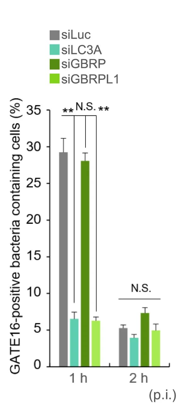 Open access visualization of Bar Plot, Error Bars, Clustered, MEFs, mCherry-LC3A