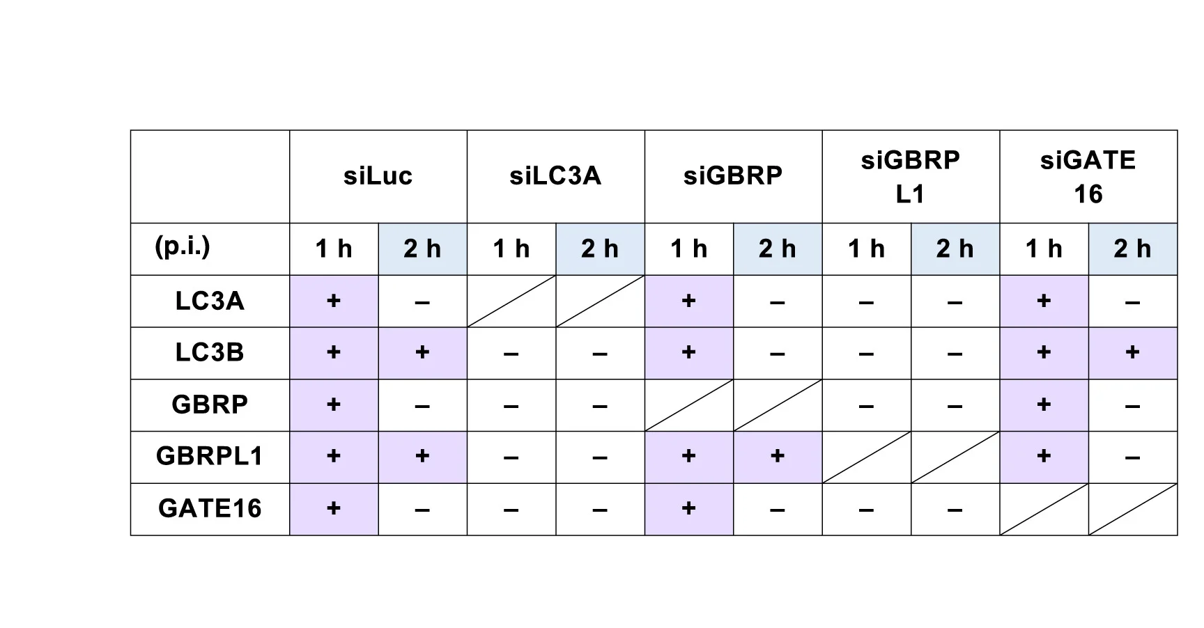 Open access visualization of Table Image, Atg8 Knockdown, Atg8 Recruitment, Sp-induced Hierarchical Autophagy, ANOVA