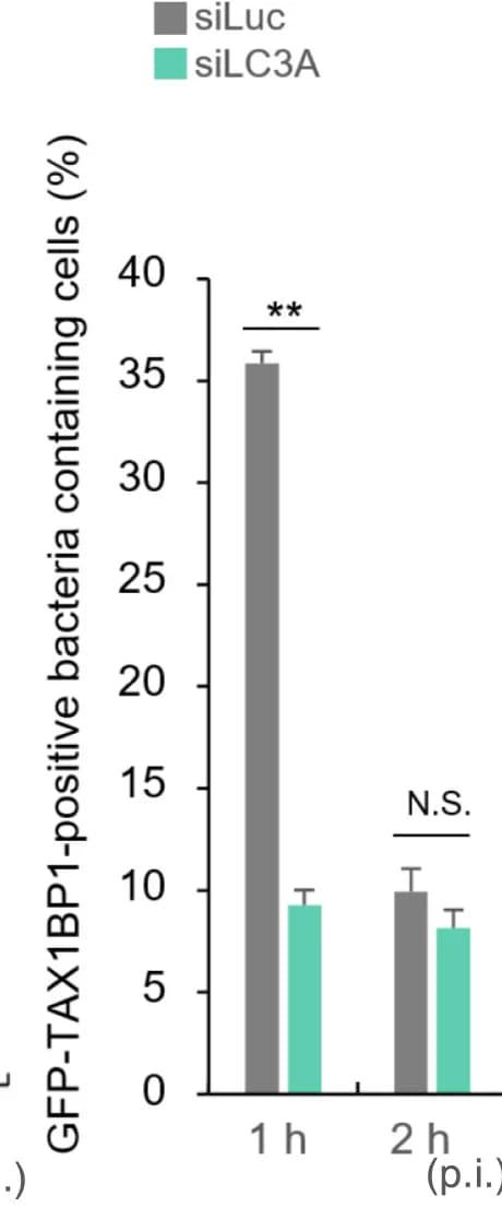 Open access visualization of Bar Plot, Error Bars, Clustered, MEFs, mCherry-LC3B