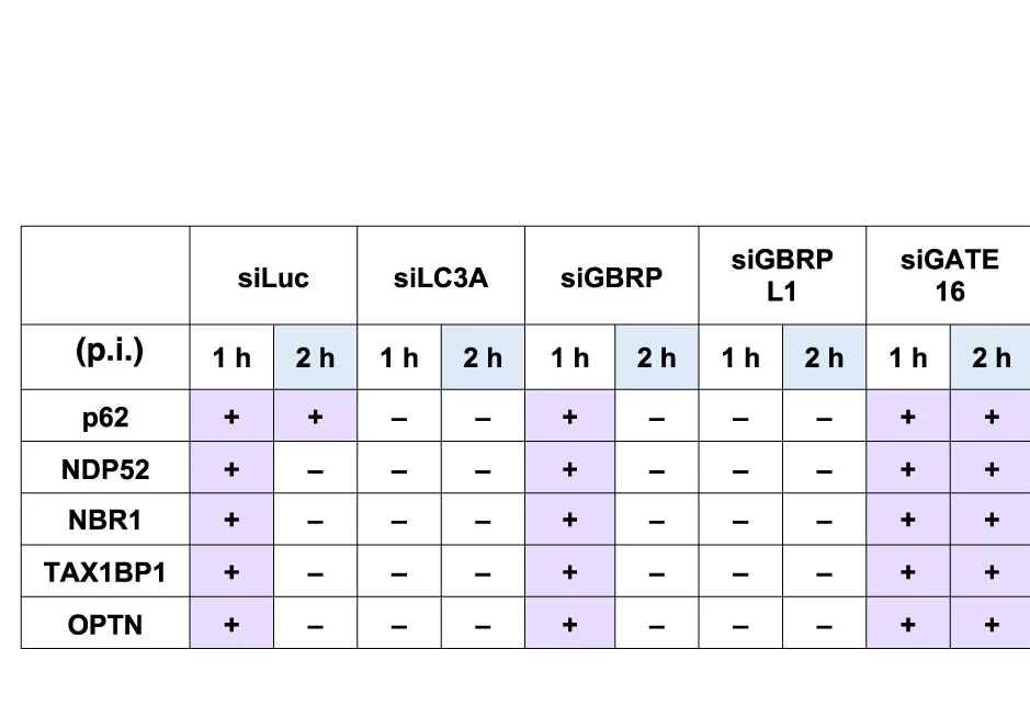 Open access visualization of Table Image, Atg8 Knockdown, Autophagy Receptor Recruitment, Sp-induced Hierarchical Autophagy, ANOVA