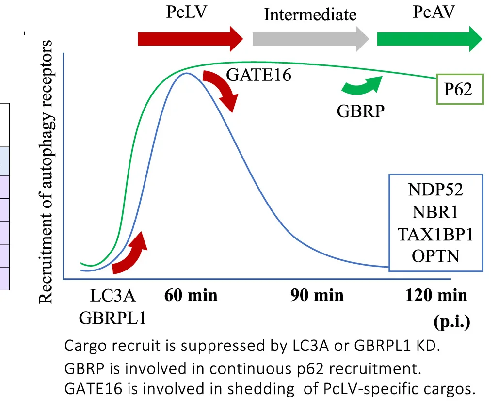 Open access visualization of Line Plot, Atg8 Knockdown, Autophagy Receptor Recruitment, Sp-induced Hierarchical Autophagy, ANOVA