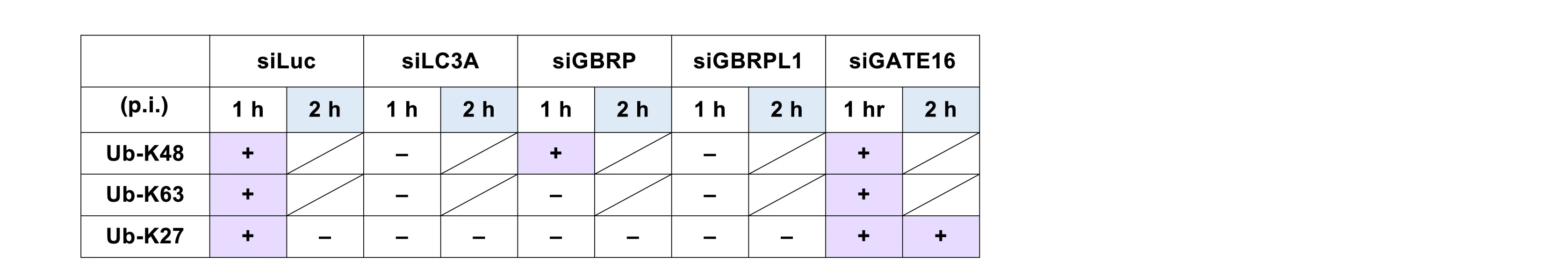 Open access visualization of Table Image, Atg8, poly-Ub, Autophagy, ANOVA