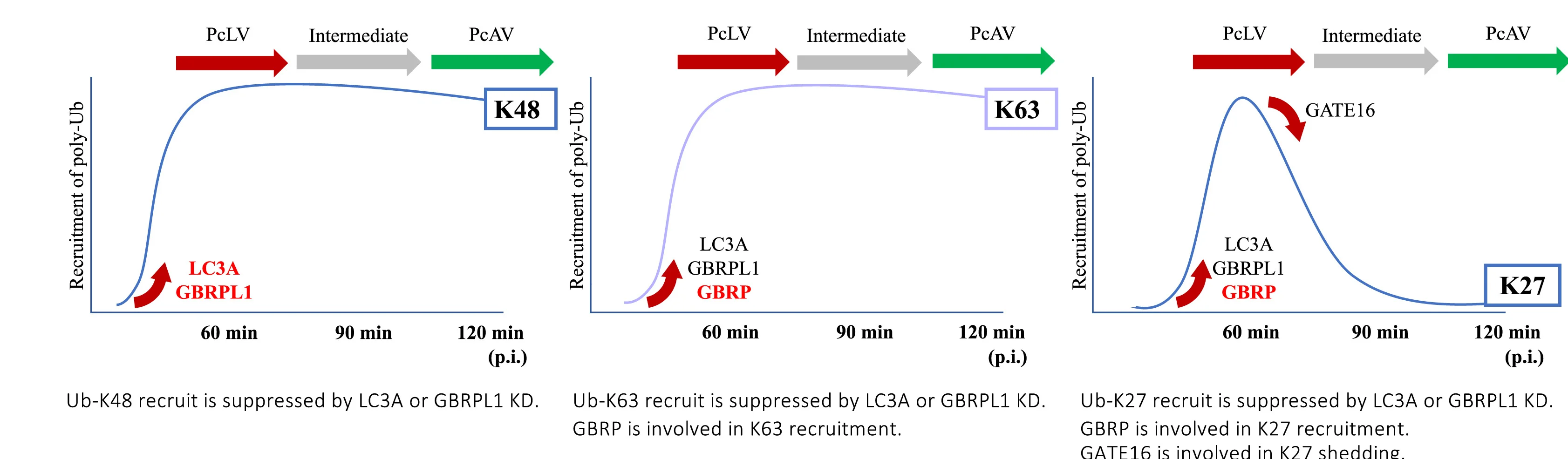 Open access visualization of Line Plot, Atg8, poly-Ub, Autophagy, Schematic Diagram