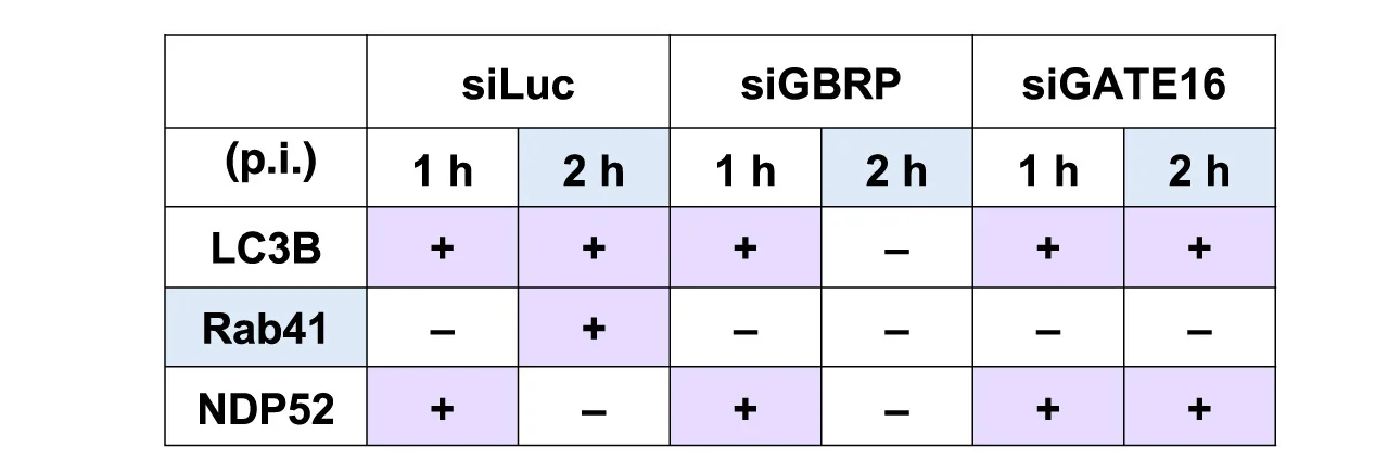 Open access visualization of Table Image, Atg8 Knockdown, Markers, Sp-induced Hierarchical Autophagy