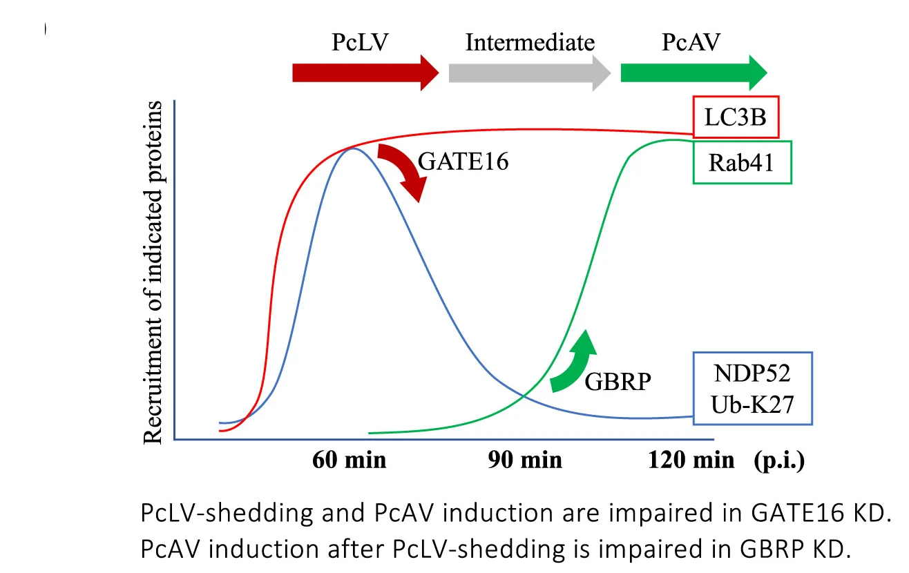 Open access visualization of Line Plot, Atg8 Knockdown, Markers, Sp-induced Hierarchical Autophagy, Schematic Diagram