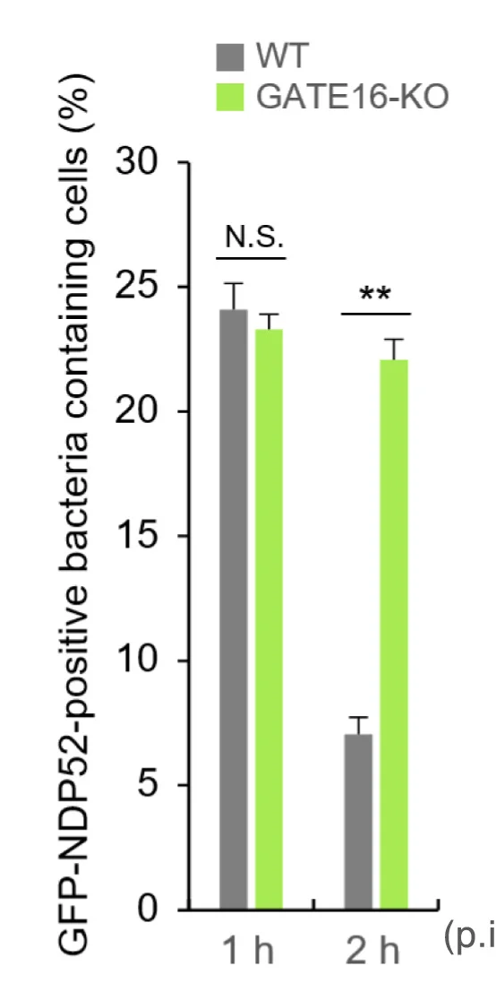 Open access visualization of Bar Plot, Error Bars, Clustered, Atg8 KO MEFs, GFP-NDP52
