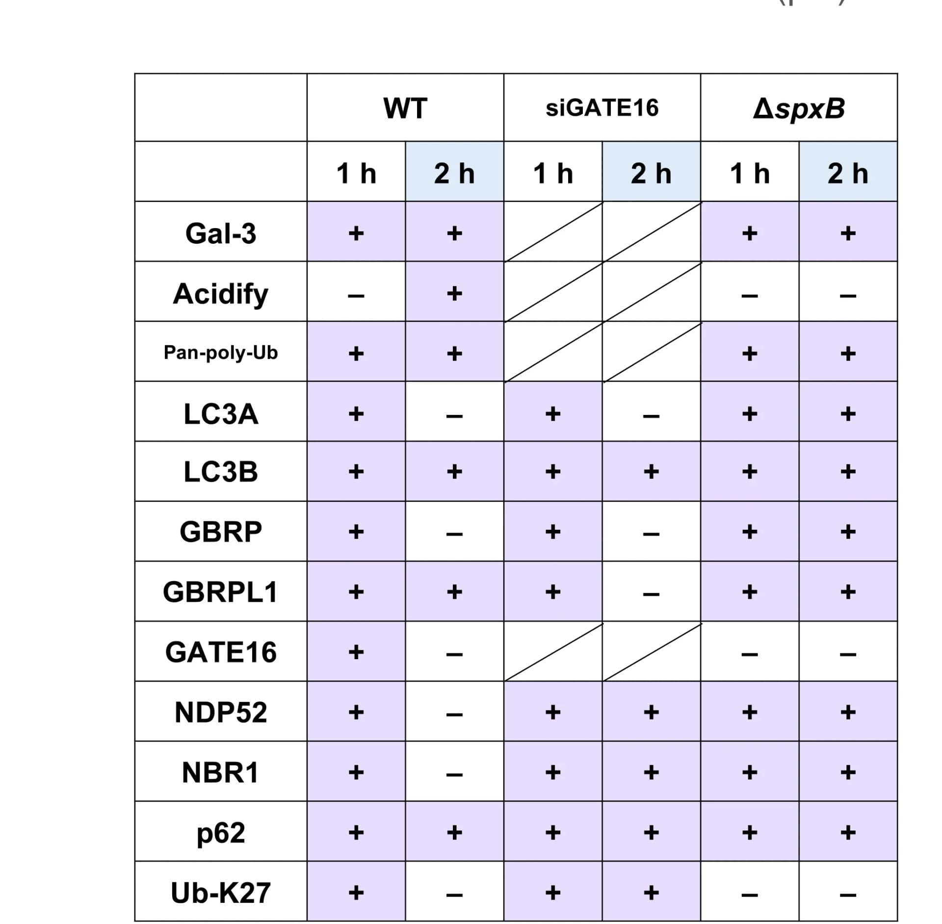 Open access visualization of Table Image, Pneumococci, H2O2, Autophagy