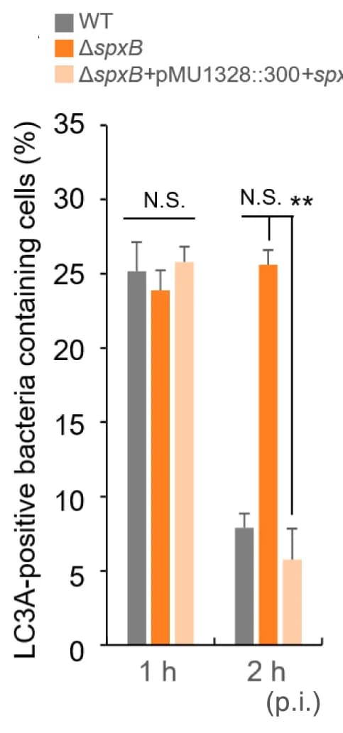 Open access visualization of Bar Plot, Error Bars, Clustered, MEFs, mCherry-LC3A