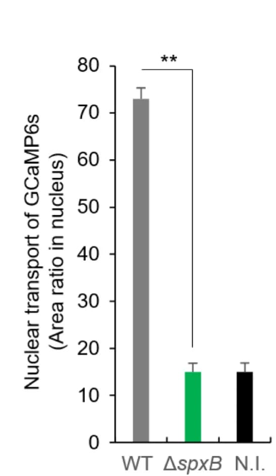 Open access visualization of Bar Plot, Error Bars, MEFs, GCaMP6s, SpWT