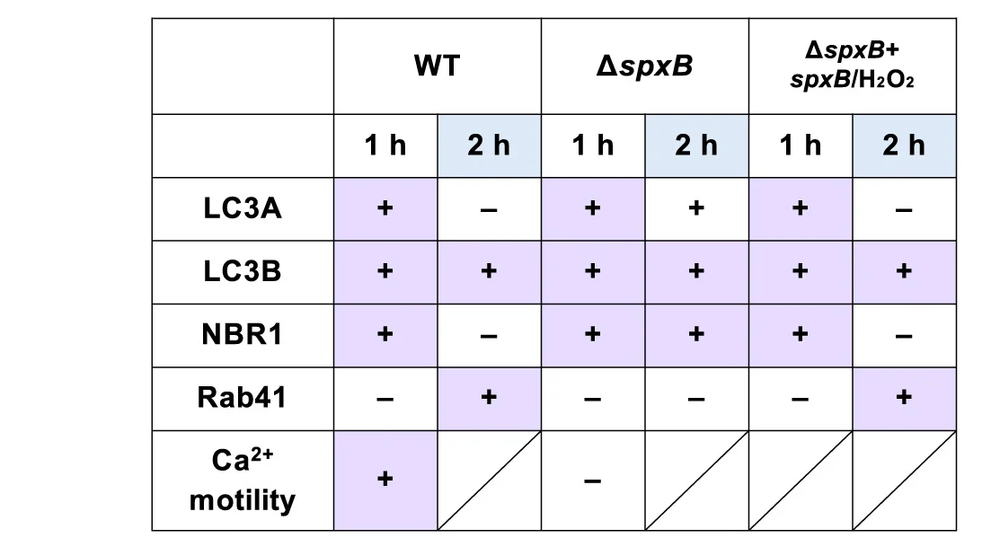 Open access visualization of Table Image, Autophagy, Molecular Mechanism, Mean ± SEM, ANOVA