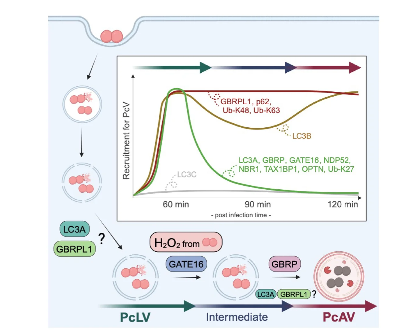 Open access visualization of Workflow, Line Plot, Autophagy, Molecular Mechanism, Mean ± SEM
