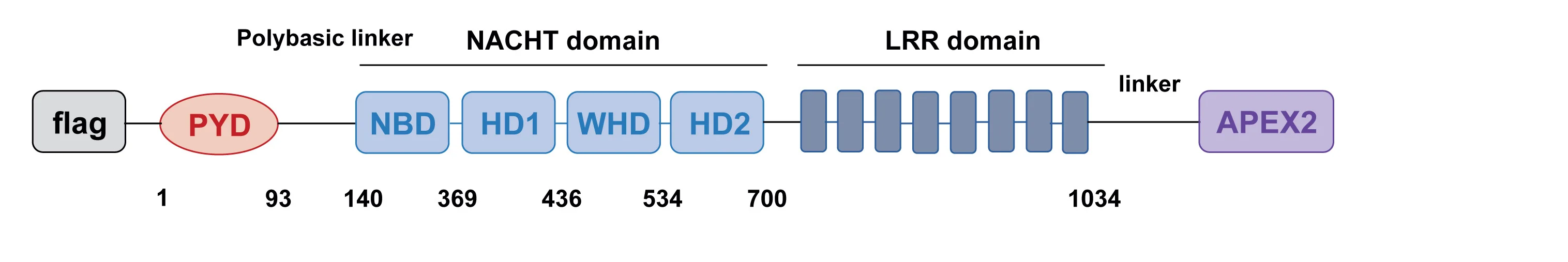 Open access visualization of Workflow, Illustration, APEX2, NLRP3, Glycine-serine Linker