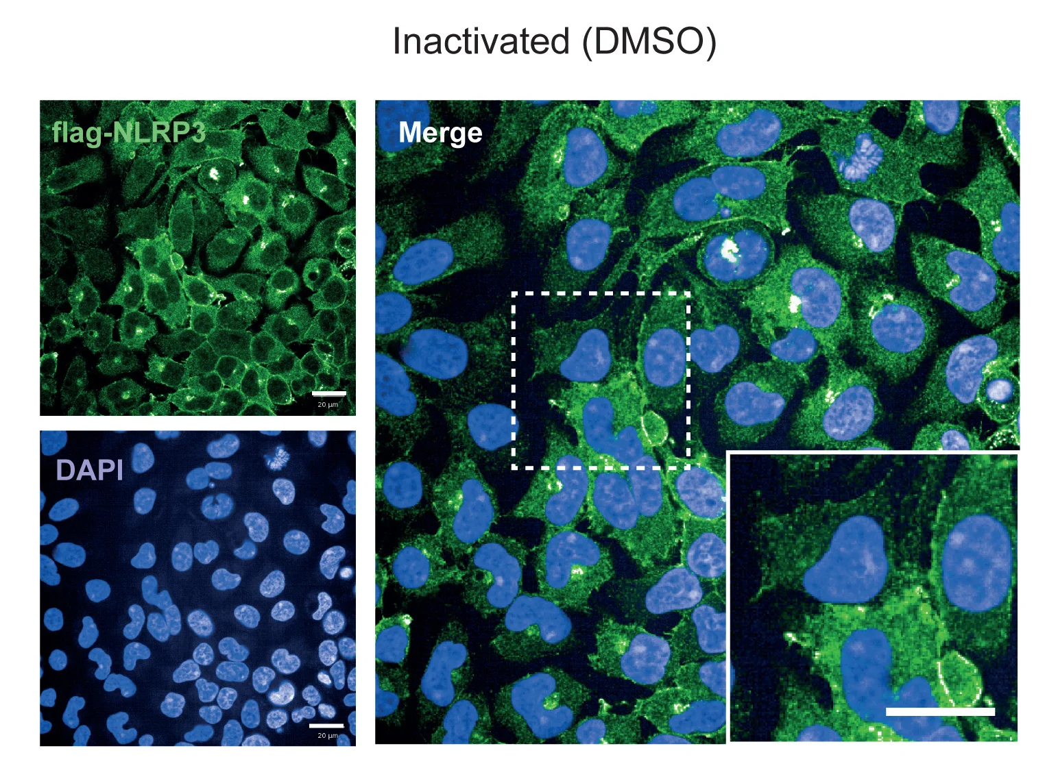 Open access visualization of Microscopy, Photo, Confocal Images, FLAG-NLRP3-APEX2, HEK293 Cells