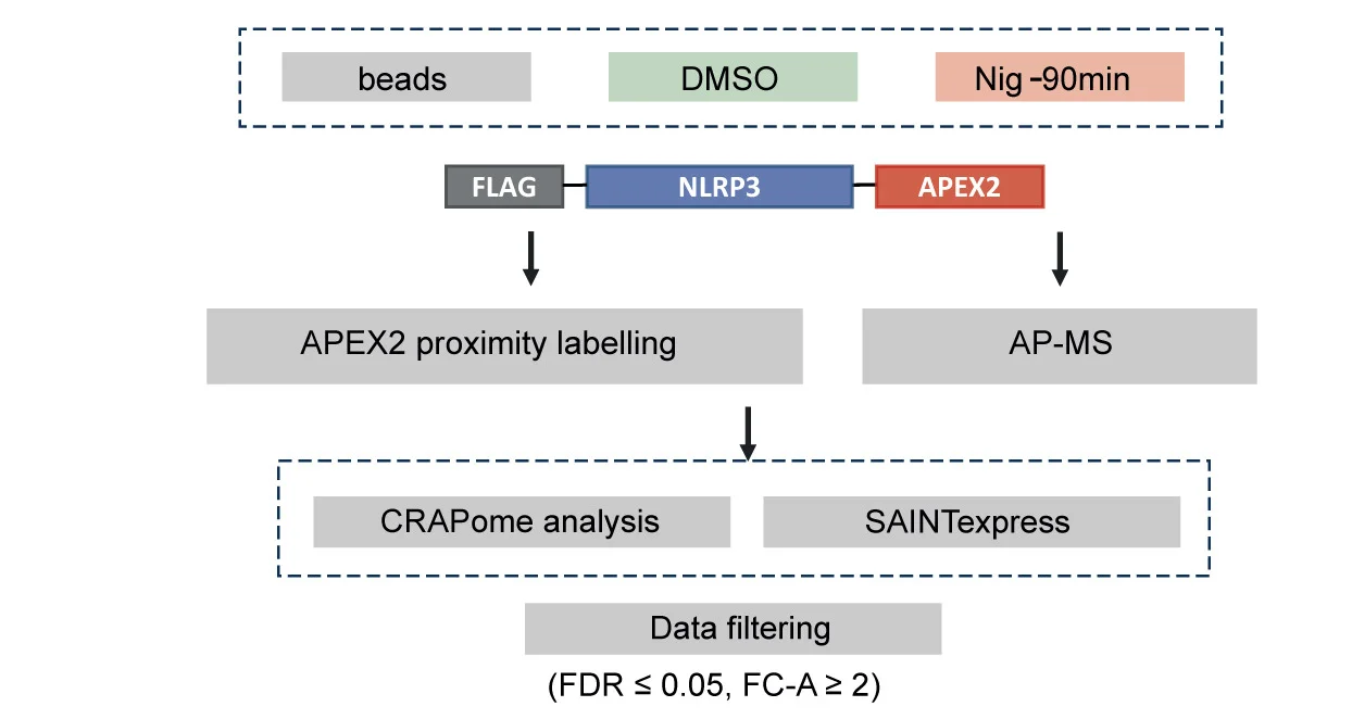 Open access visualization of Workflow, Flowchart, Illustration, APEX2 PL, AP-MS