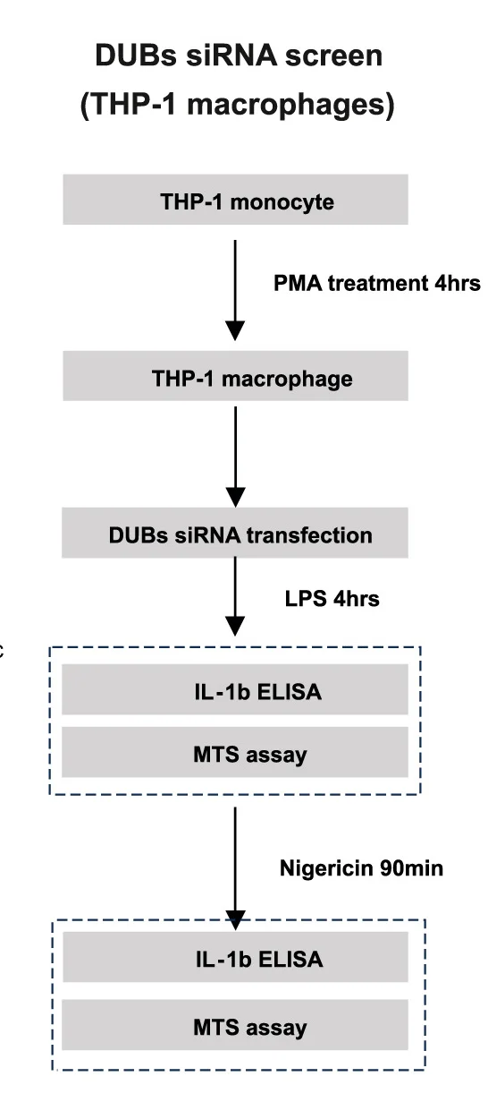 Open access visualization of Workflow, Flowchart, Experimental Design, DUB siRNA, Library Screen