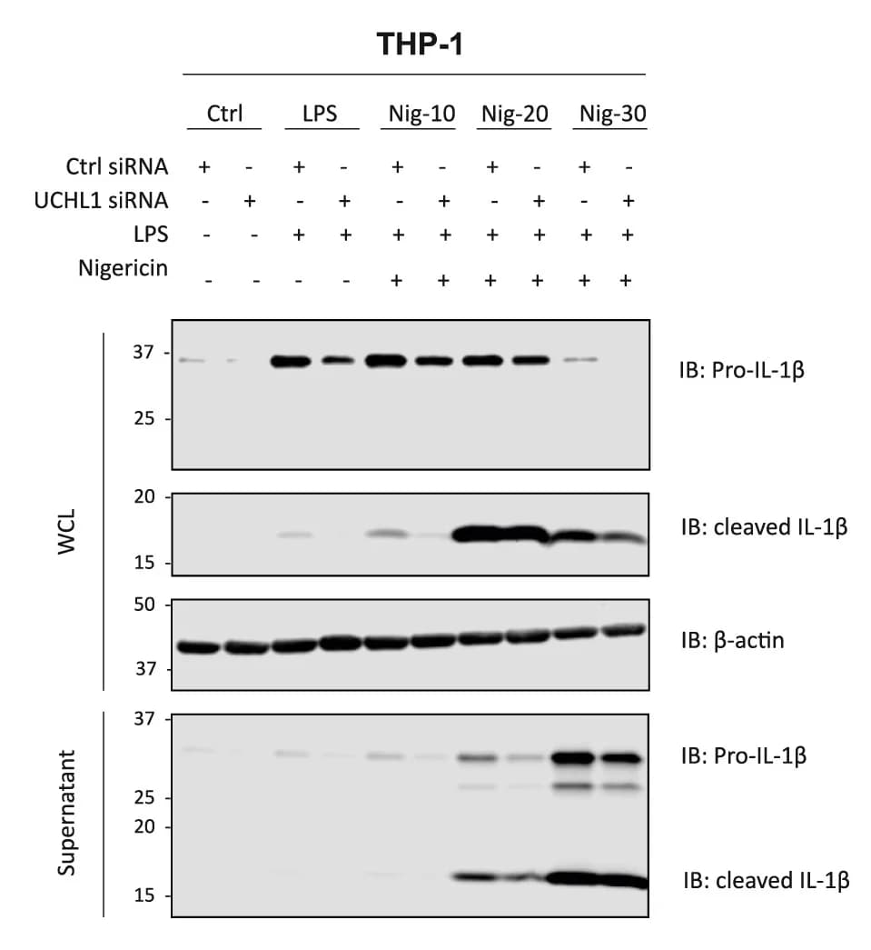 Open access visualization of Gel, PBMCs, siRNA, UCH-L1, LPS