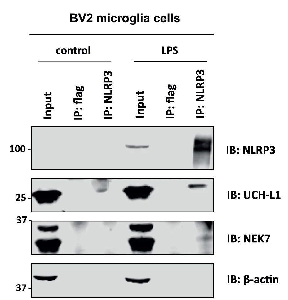 Open access visualization of Gel, BV2 Microglia Cells, LPS Treatment, Co-immunoprecipitation, Anti-NLRP3 Antibody