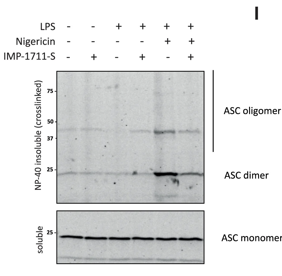 Open access visualization of Gel, Immunoblot Analysis, ASC Polymerization, DMSO, IMP-1711-S
