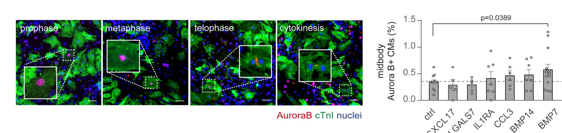Open access visualization of Bar Plot, Scatter Plot, Error Bars, Cardiomyocytes, Cytokinesis