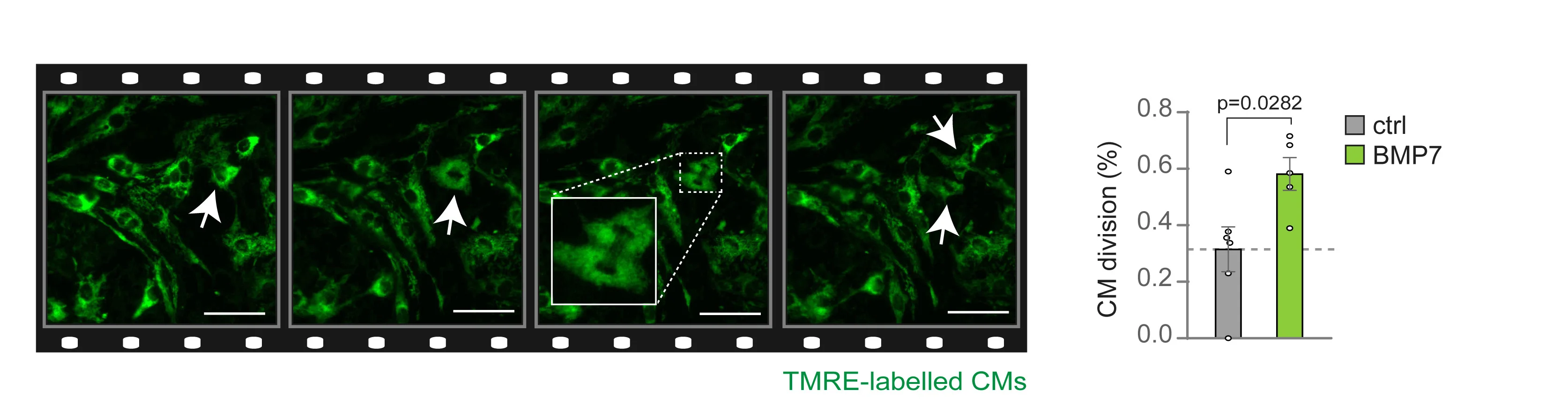 Open access visualization of Bar Plot, Error Bars, Microscopy, Cell Division, Cardiomyocytes