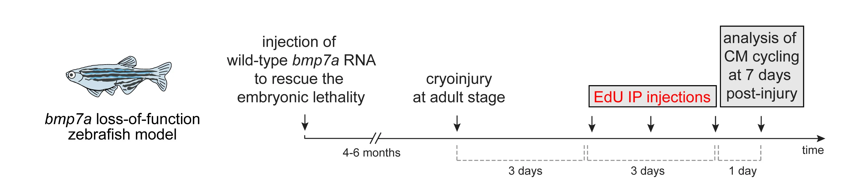 Open access visualization of Workflow, Cardiomyocyte Cell Cycling, bmp7a Mutant Fish, Cryoinjury