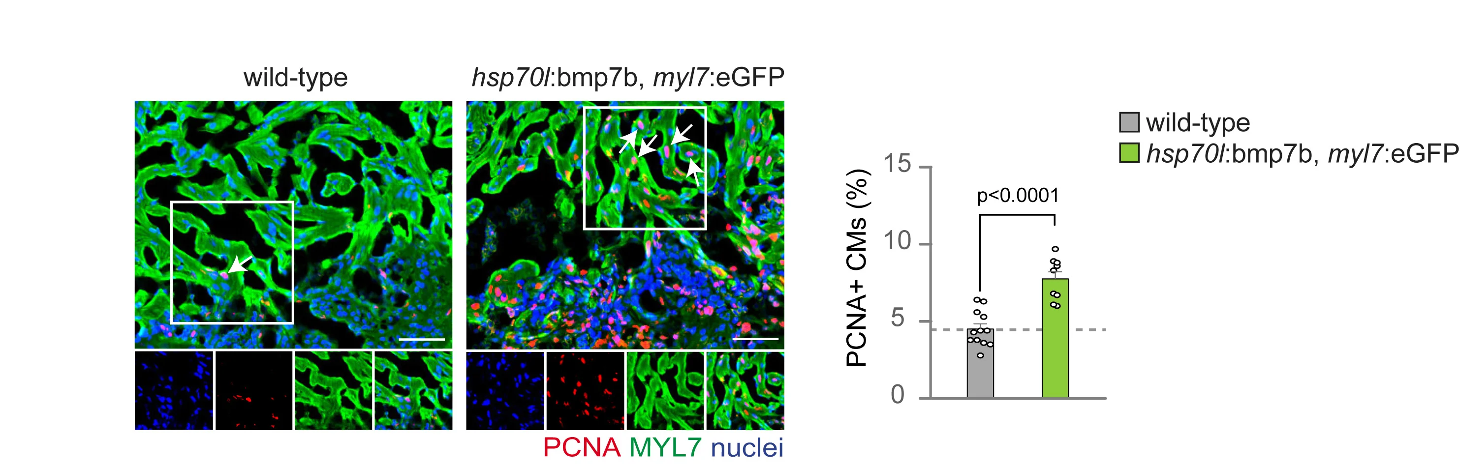Open access visualization of Bar Plot, Scatter Plot, Immunofluorescence Analysis, PCNA, Myosin Light Chain 7