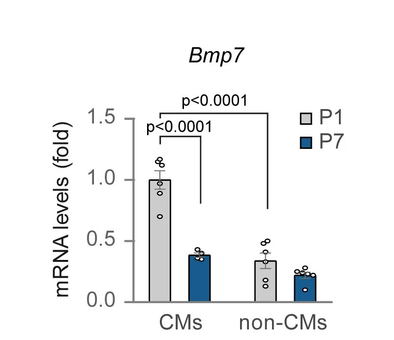 Open access visualization of Bar Plot, Error Bars, Scatter Plot, Bmp7 mRNA Expression, Cardiomyocytes
