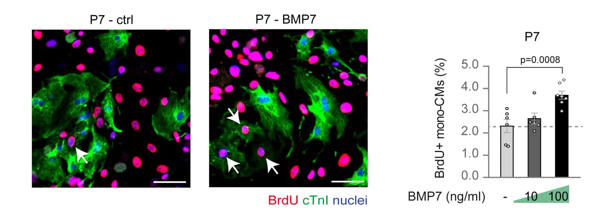 Open access visualization of Bar Plot, Error Bars, Microscopy, BrdU Incorporation, Cardiac Troponin I