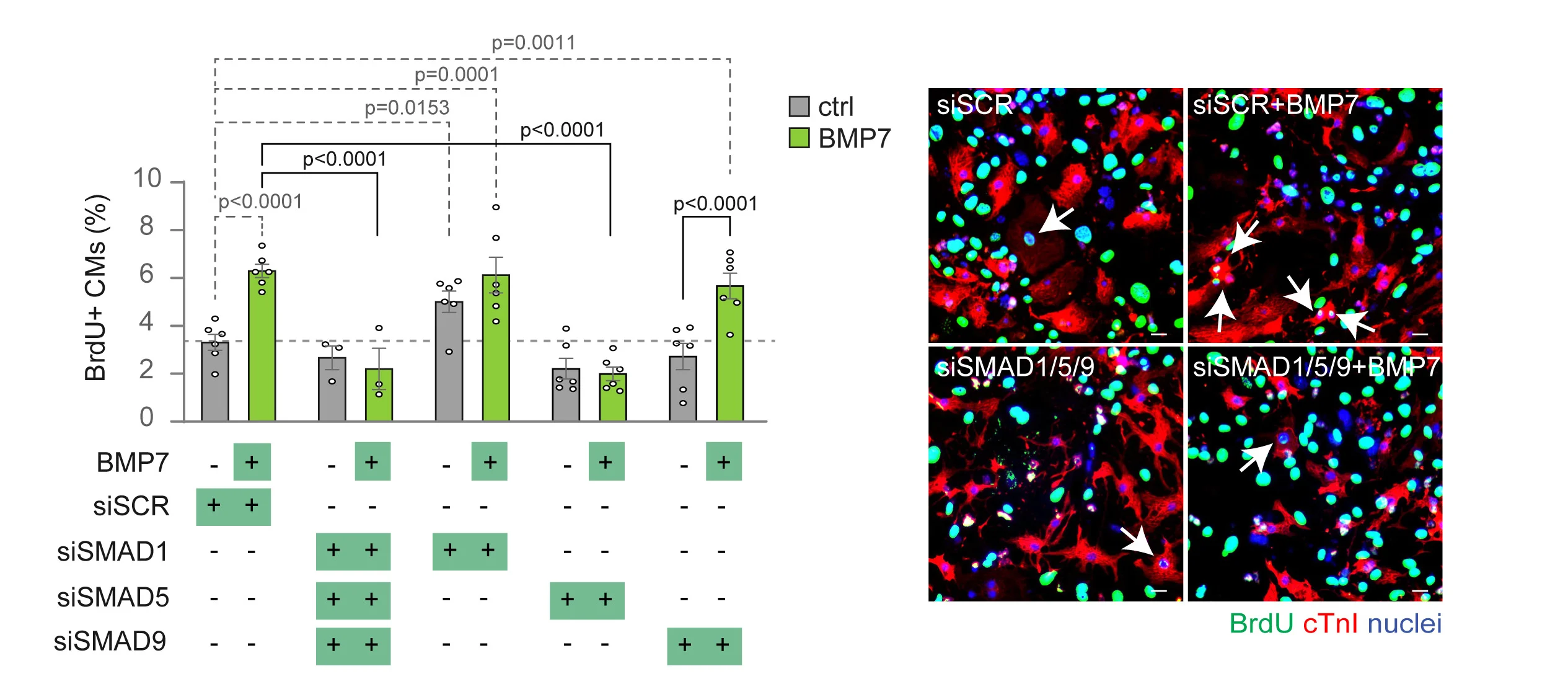 Open access visualization of Bar Plot, Error Bars, Microscopy, Immunofluorescence Analysis, DNA Synthesis