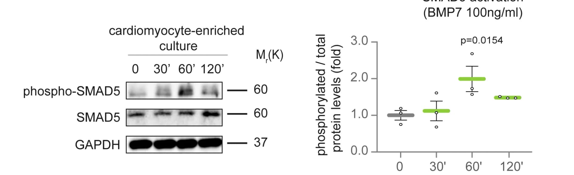 Open access visualization of Box Plot, Gel, Western Blot Analysis, Phospho-SMAD5, SMAD5