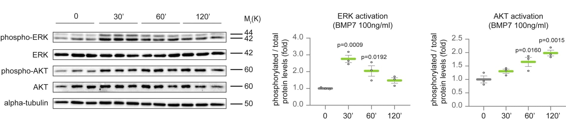 Open access visualization of Gel, Violin Plot, Western Blot, Phospho-ERK, ERK