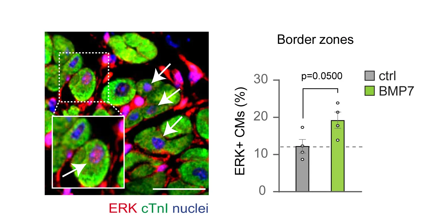 Open access visualization of Bar Plot, Scatter Plot, Error Bars, Immunofluorescence, ERK