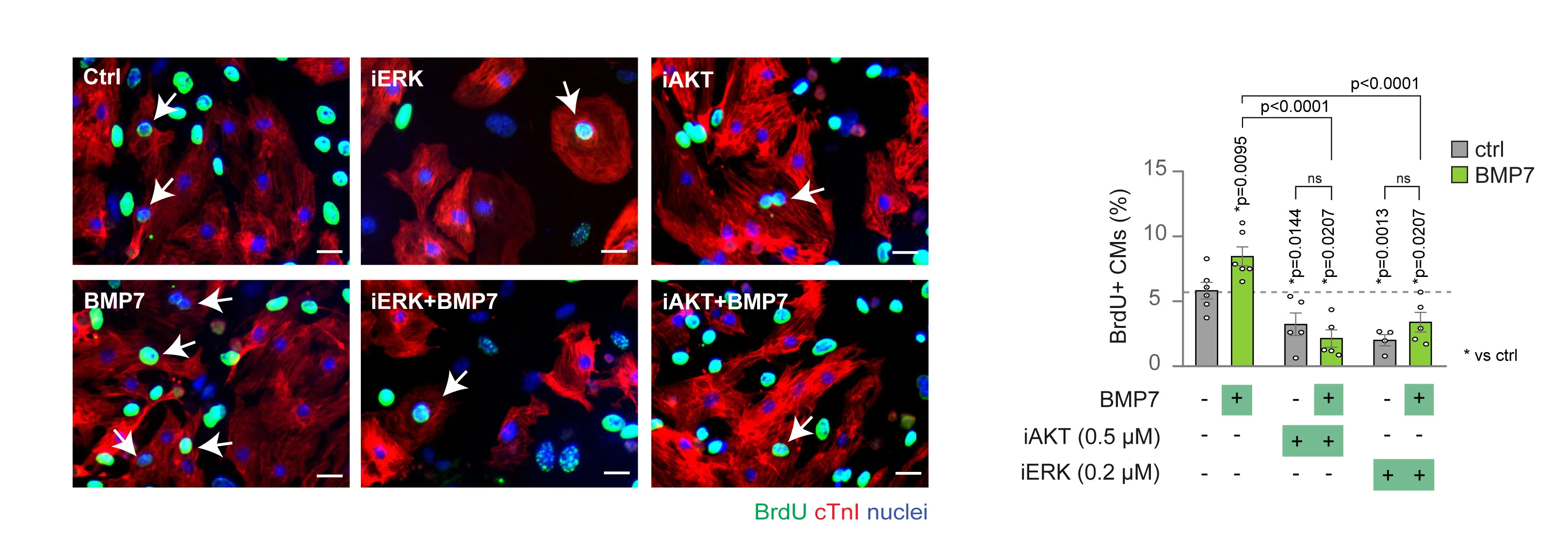 Open access visualization of Bar Plot, Microscopy, BrdU Incorporation, Cardiomyocytes, AKT Inhibitor