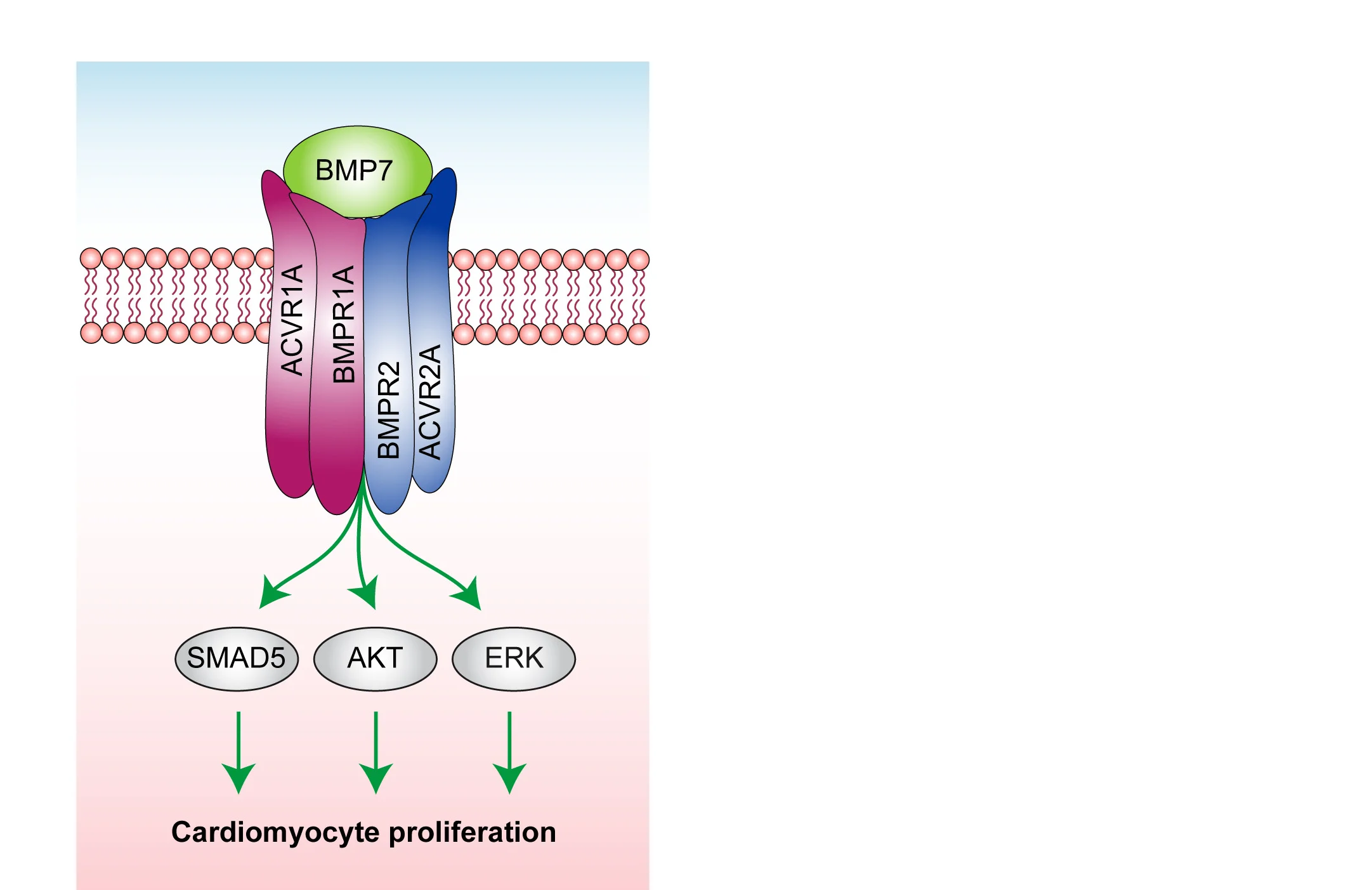 Open access visualization of Workflow, Pathway, BMP7, Signal Transduction, Cardiomyocyte Proliferation