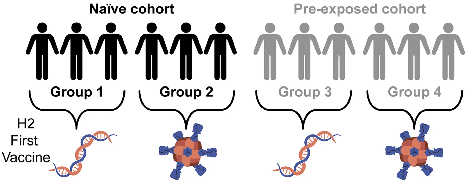 Open access visualization of Workflow, Illustration, H2N2 Vaccine, Vaccination, DNA Plasmid Vaccine