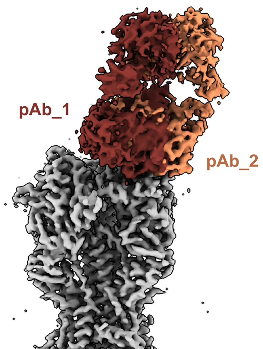 Open access visualization of Protein Structure, Cryo-EM, Immune Complexes, H2 HA Antigen, Fab Density Maps