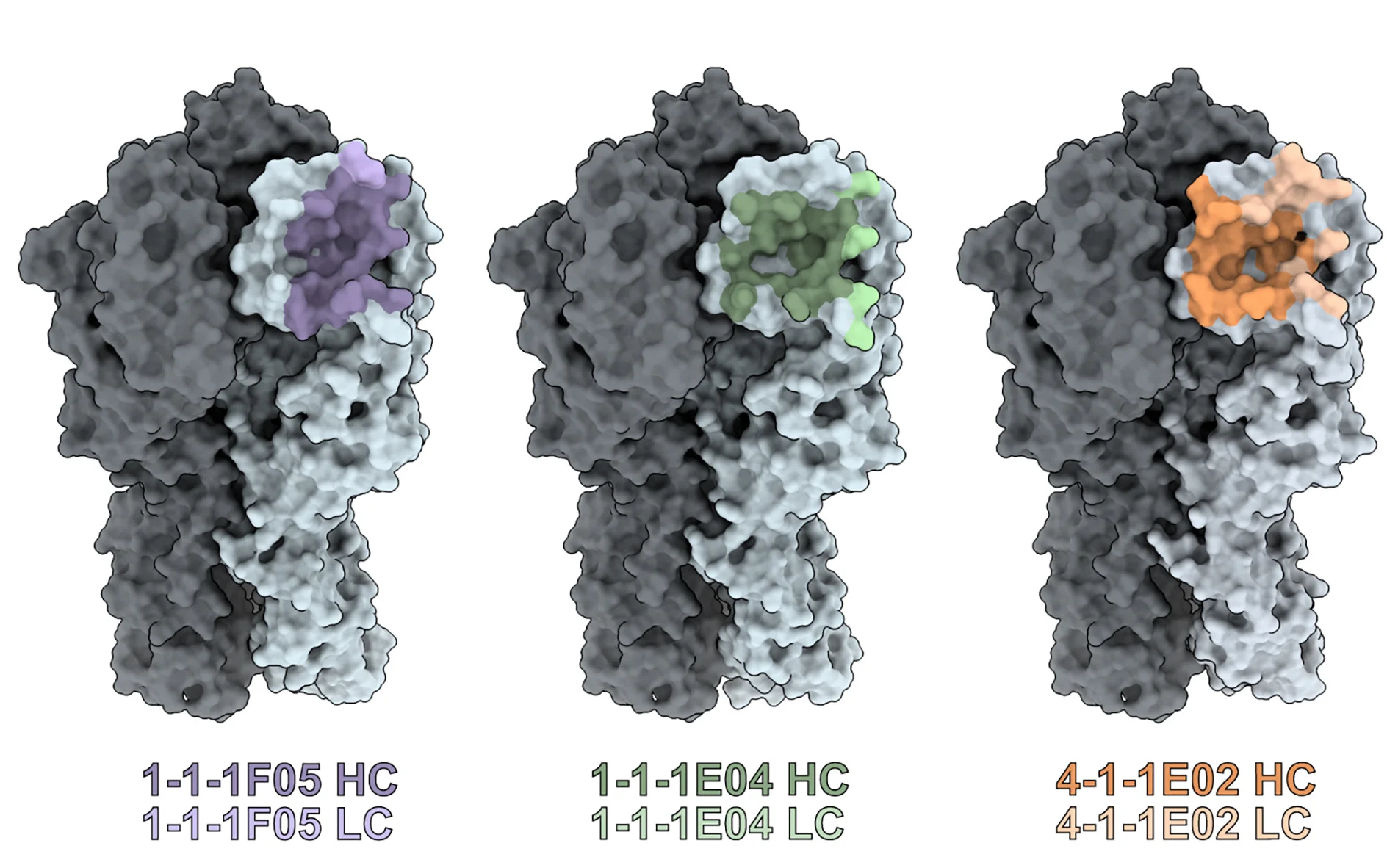 Open access visualization of Protein Structure, Antibody Footprints, mAbs, Heavy Chain, Light Chain