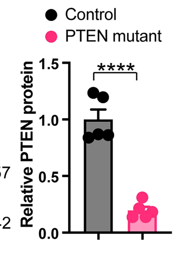 Open access visualization of Bar Plot, Scatter Plot, Error Bars, Immunoblotting, PTEN Protein