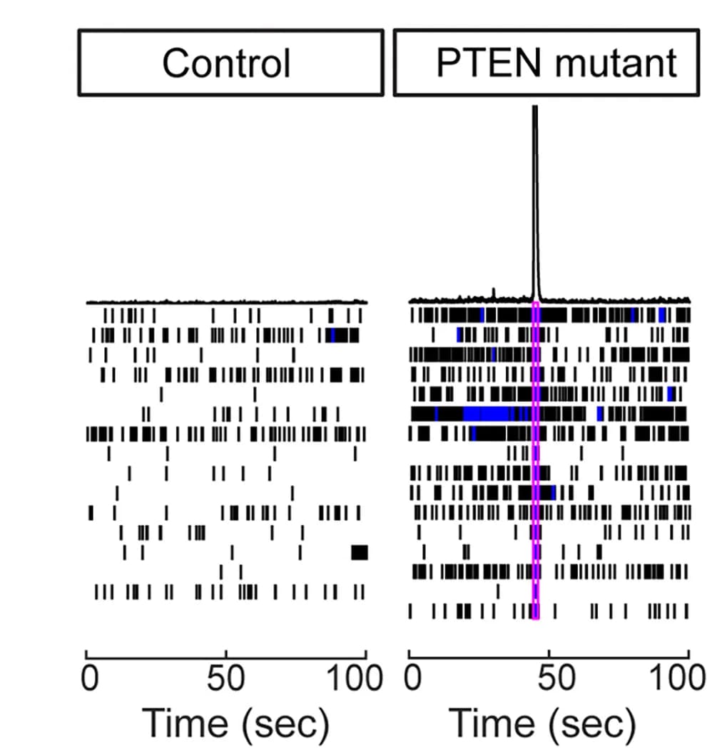 Open access visualization of Line Plot, Raster Plot, Multi-Electrode Array Analysis, Control Neurons, PTEN Mutant Neurons
