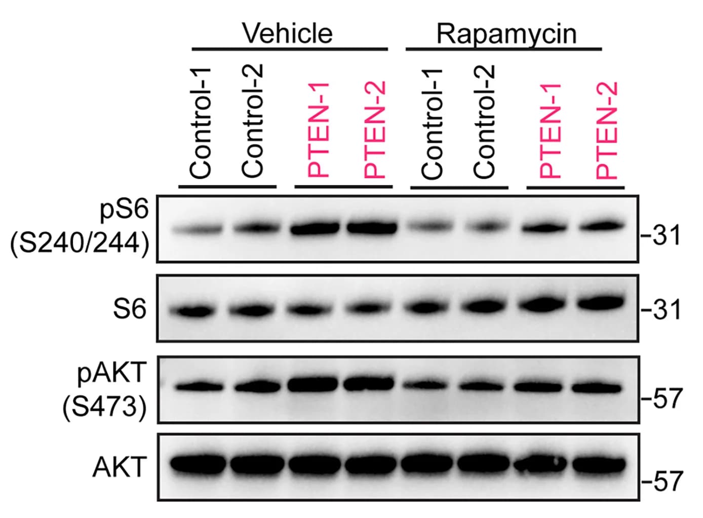 Open access visualization of Gel, Immunoblotting, Rapamycin, mTORC1, mTORC2