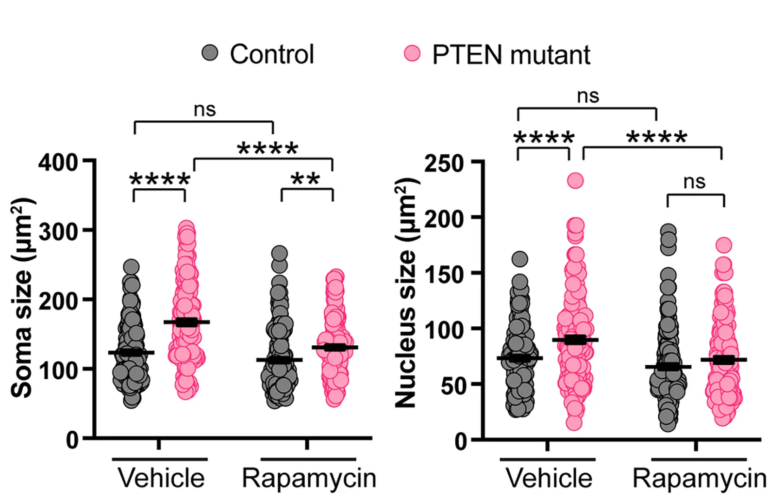 Open access visualization of Scatter Plot, Error Bars, Representative Images, Quantification, Rapamycin