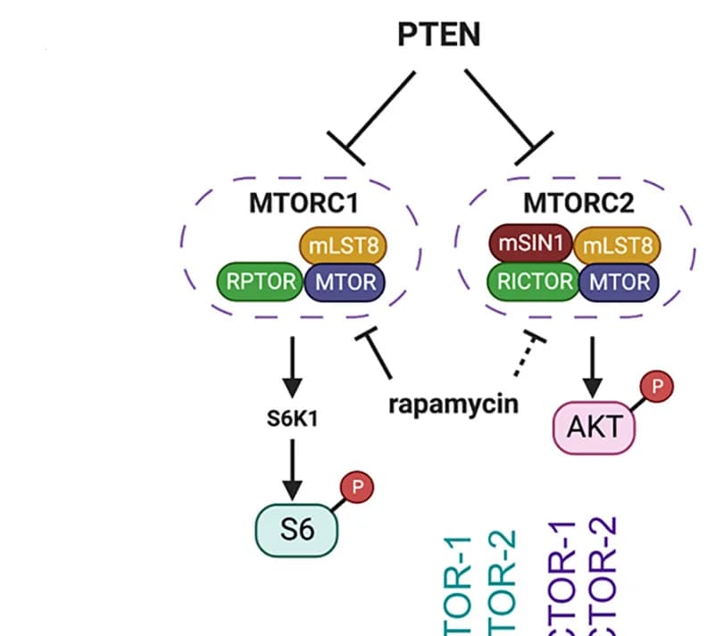 Open access visualization of Workflow, Flowchart, Pathway, PTEN-mTOR Pathways, Schematic Diagram