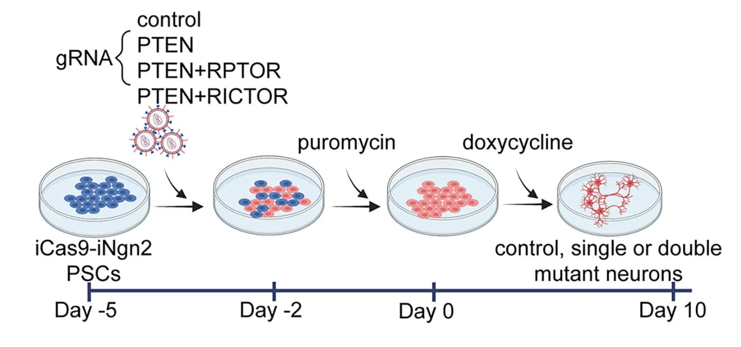 Open access visualization of Workflow, Illustration, Human Neurons, Control, PTEN Mutant