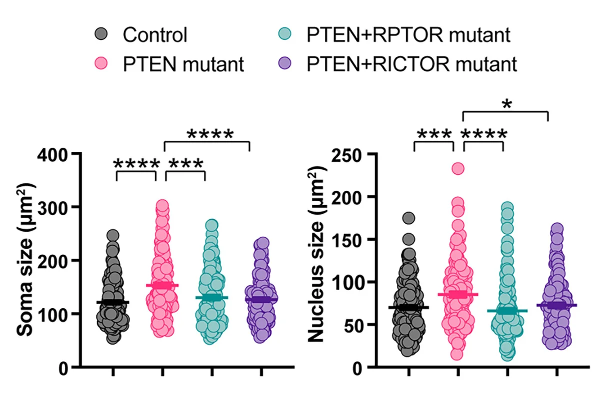 Open access visualization of Scatter Plot, Representative Images, Quantification, PTEN+RPTOR Double-Mutant, PTEN+RICTOR Double-Mutant