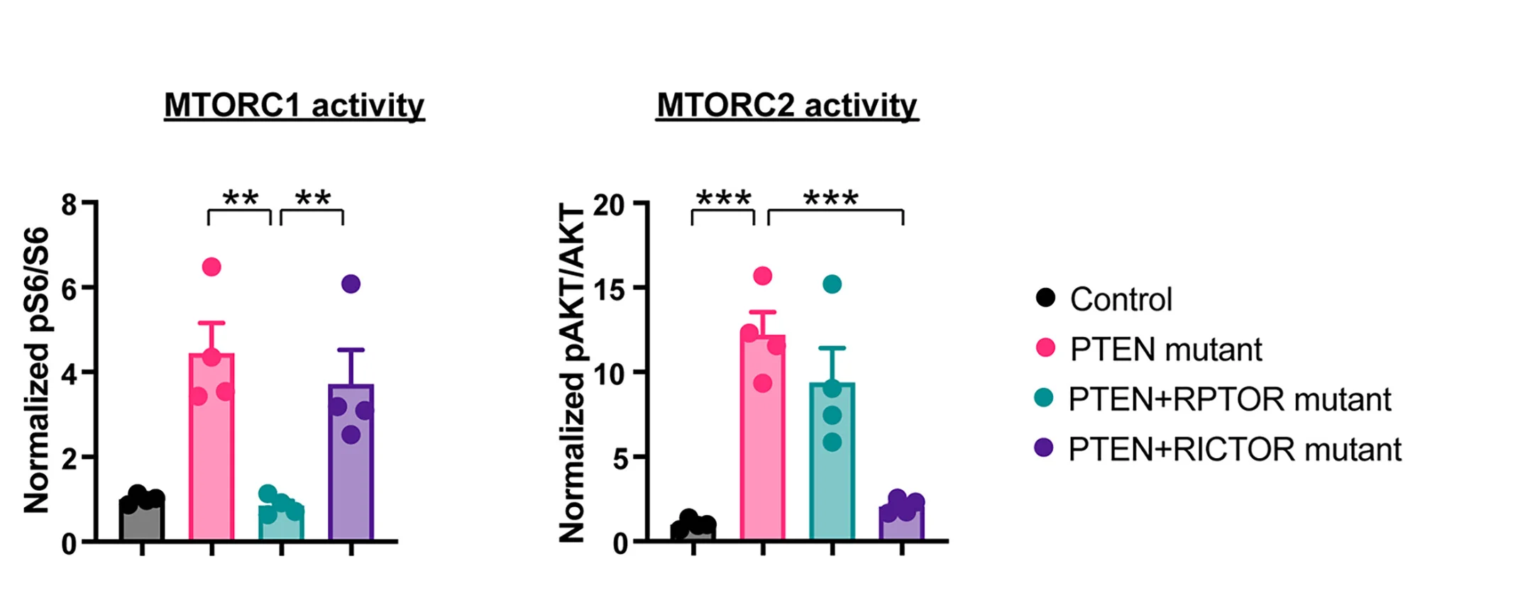 Open access visualization of Bar Plot, Error Bars, Scatter Plot, Immunoblotting Analysis, PTEN