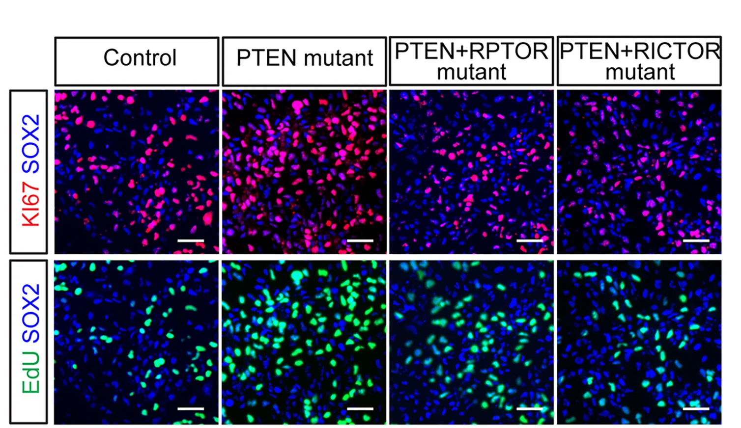 Open access visualization of Microscopy, PTEN, RPTOR, RICTOR, Double Mutants