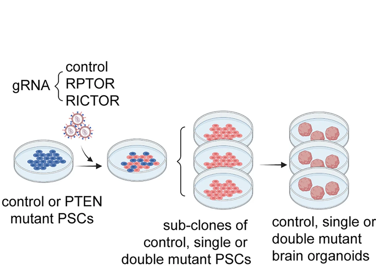 Open access visualization of Workflow, Illustration, PTEN Mutant, RPTOR Double-Mutant, RICTOR Double-Mutant