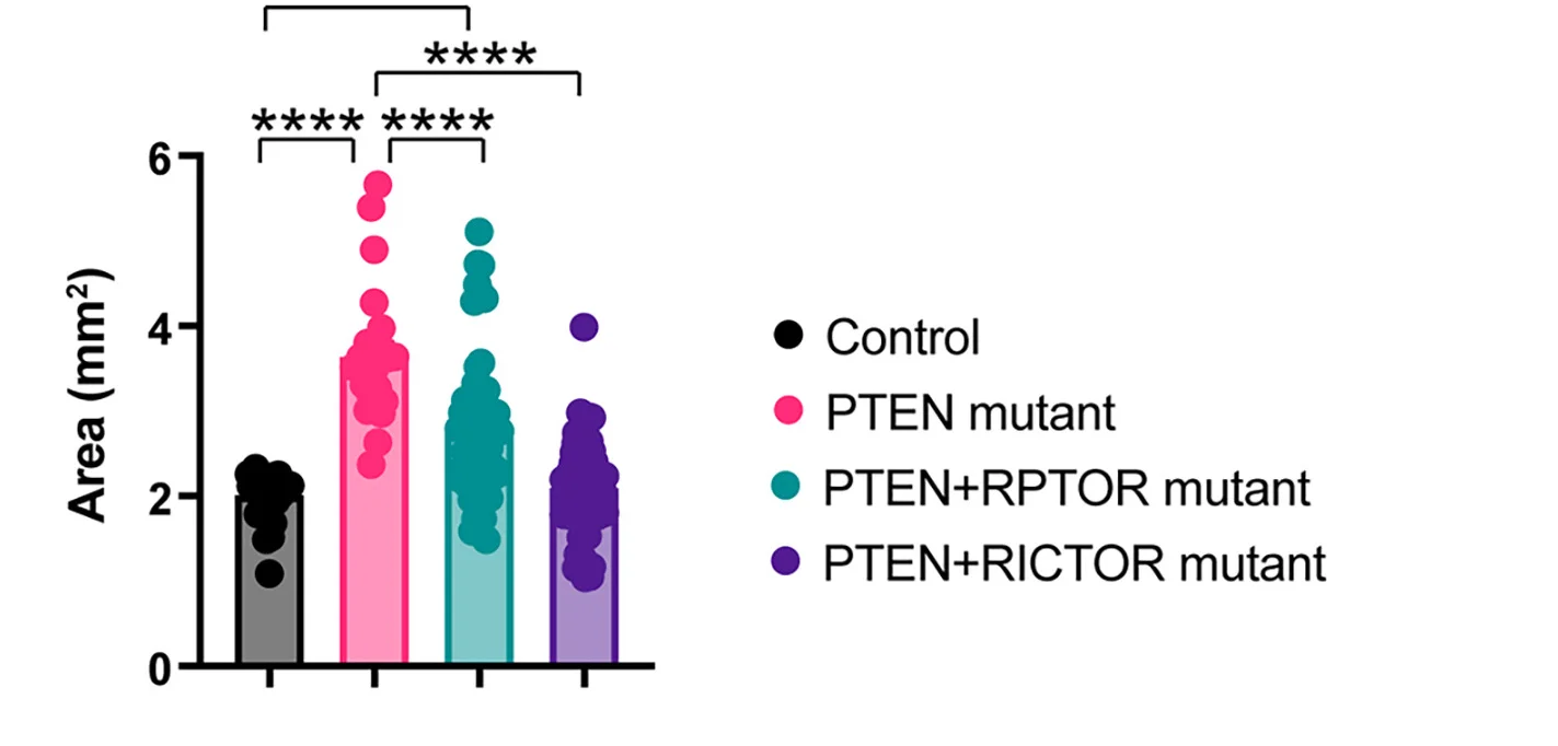 Open access visualization of Bar Plot, Scatter Plot, Representative Images, Quantification, Cortical Organoids