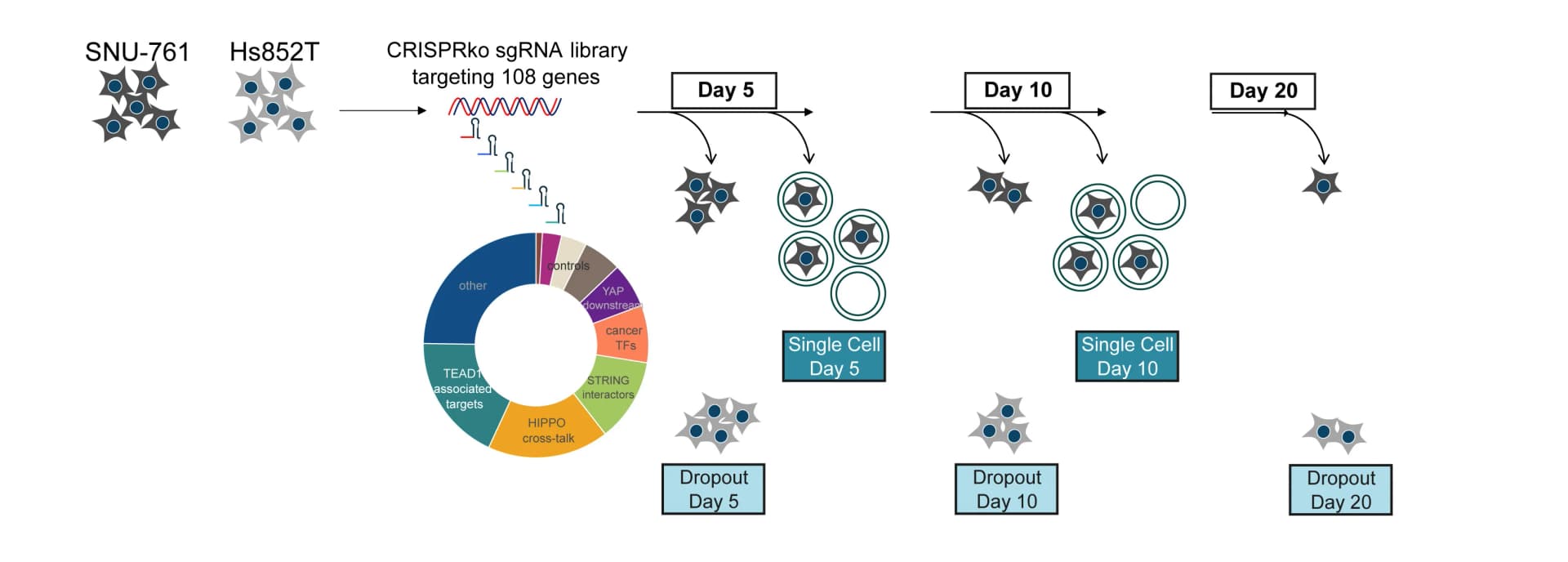 Open access visualization of Workflow, Pie Chart, Dropout Screen, CROP-seq, Experimental Approach